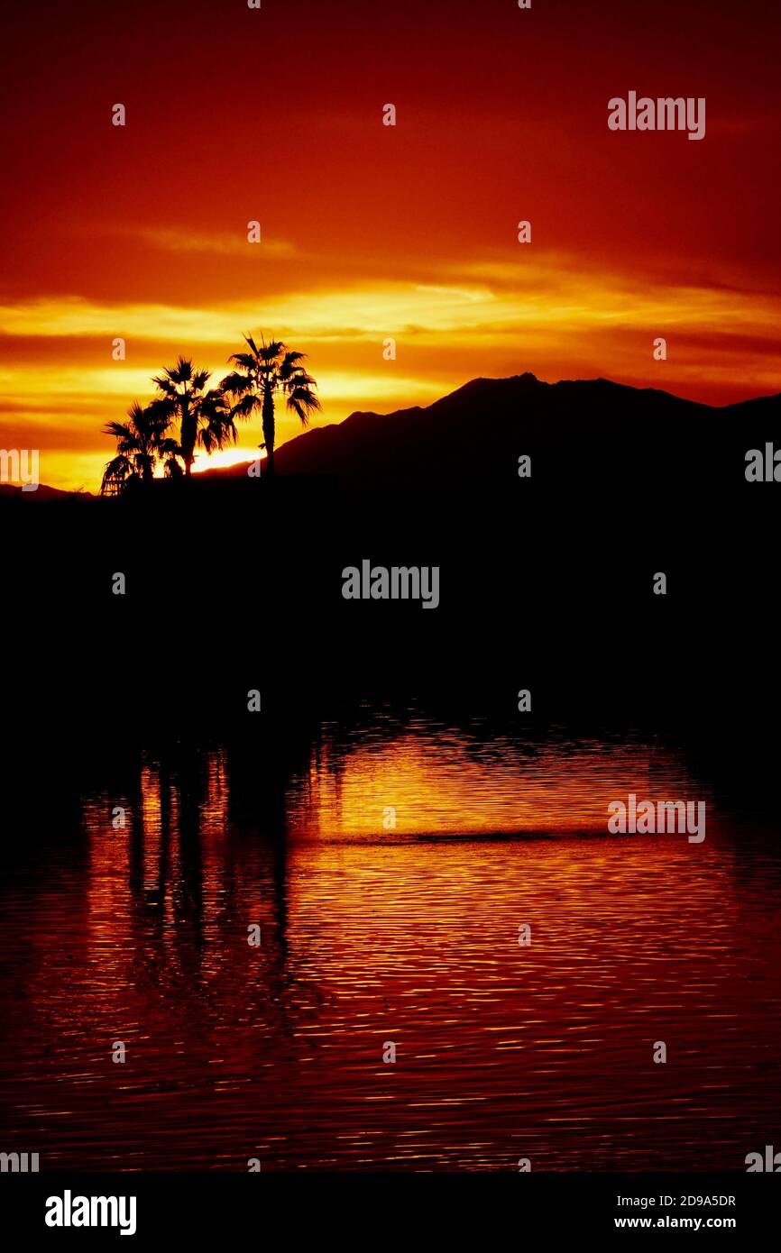 Una silhouette di palme al tramonto. Foto Stock