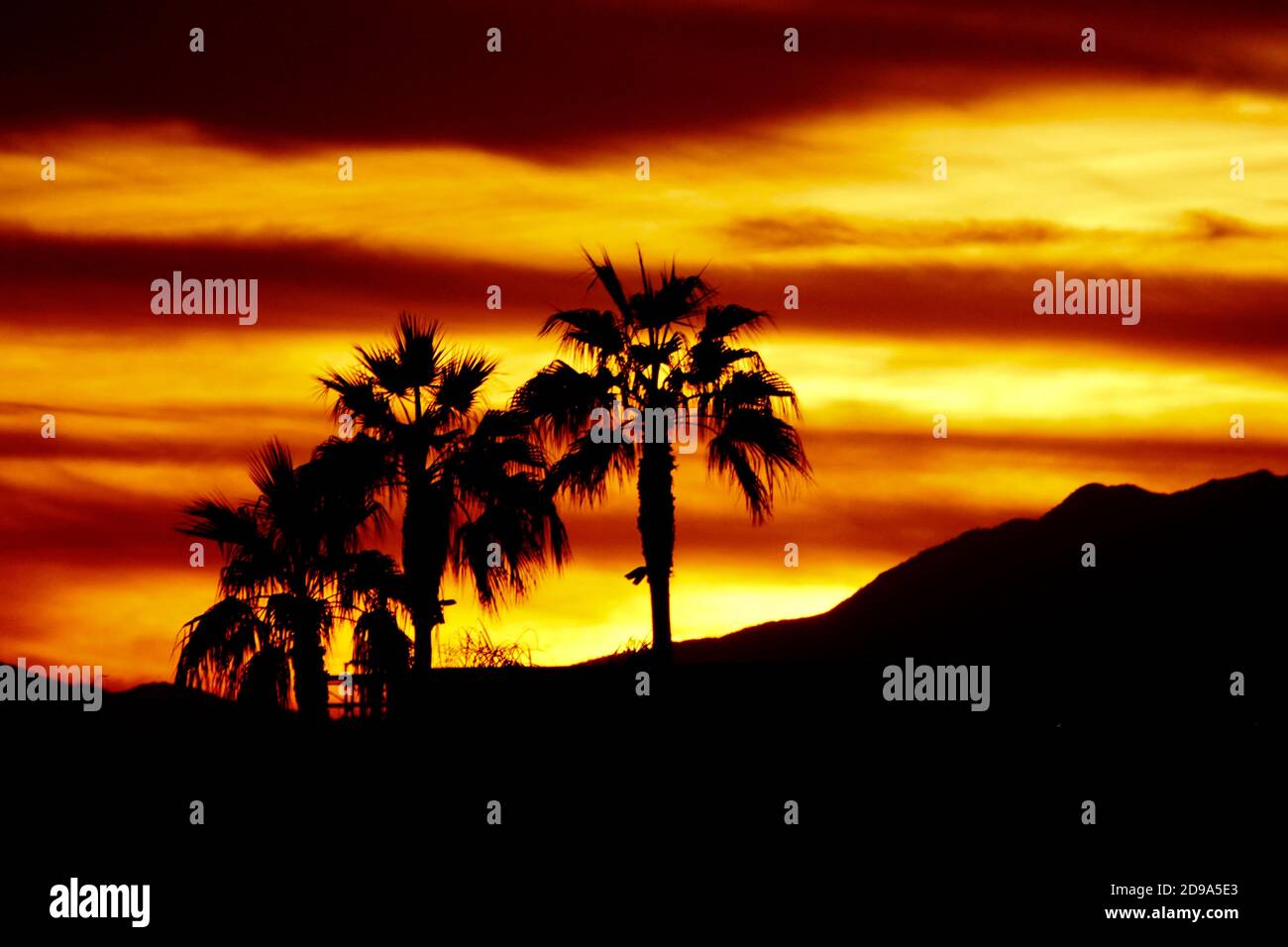 Una silhouette di palme al tramonto. Foto Stock
