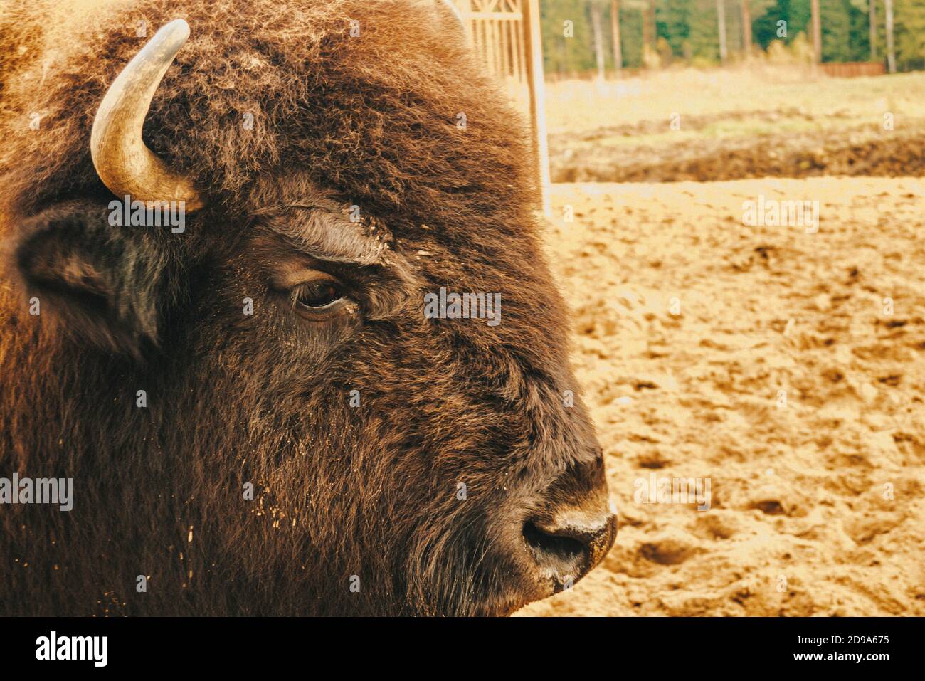 La testa del bisonte a distanza ravvicinata. Foto Stock