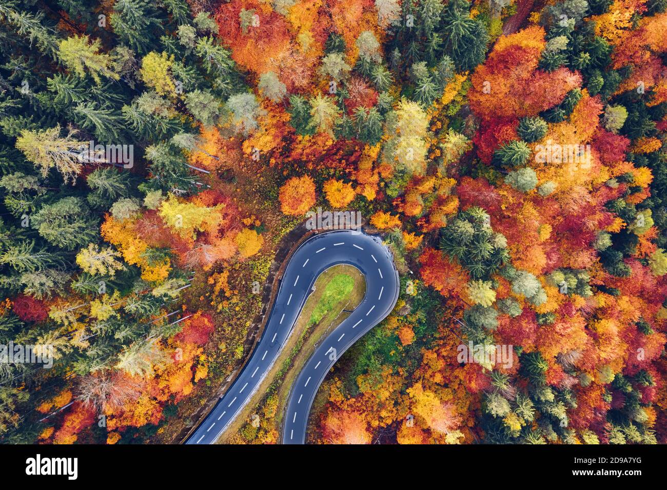 Vista aerea della foresta e degli alberi in autunno con una curva stretta di una strada di montagna. Immagine di un viaggio su strada o di una corsa in natura. Foto Stock