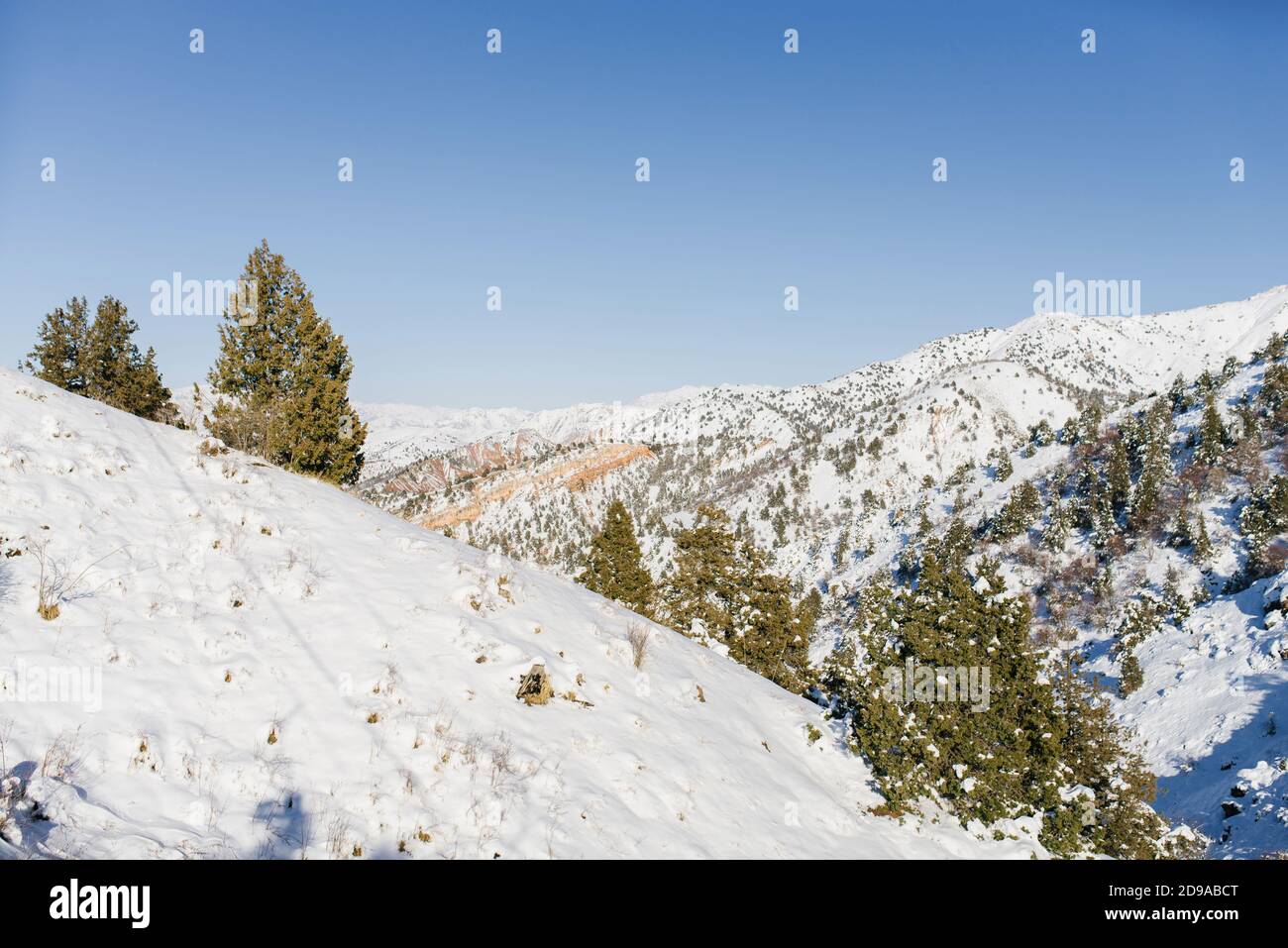 Speroni di neve del Tien Shan in Uzbekistan su un Giorno invernale soleggiato e geloso Foto Stock