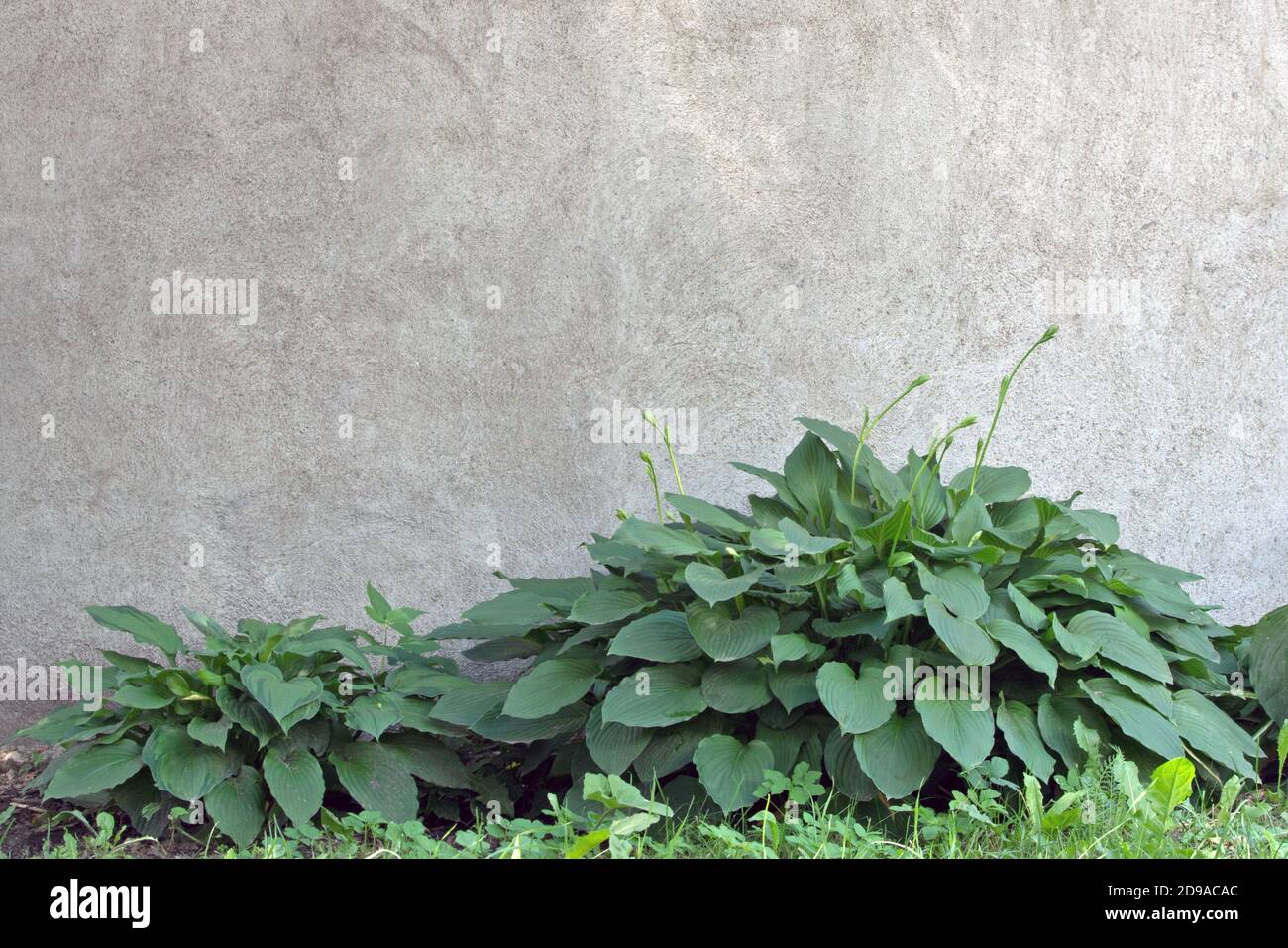 Green Hostas con foglie larghe a forma di mandorla che crescono sullo sfondo di cemento grigio approssimativamente intonacato parete. Sfondo architettonicamente naturale Foto Stock