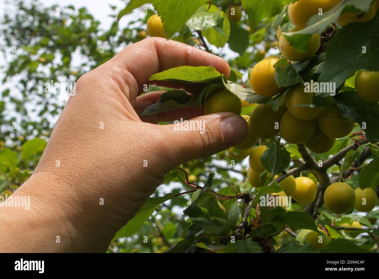 Mano della donna che raccoglie le prugne di ciliegia gialle dall'albero. Concetto: Raccolta e raccolta del raccolto. Foto Stock