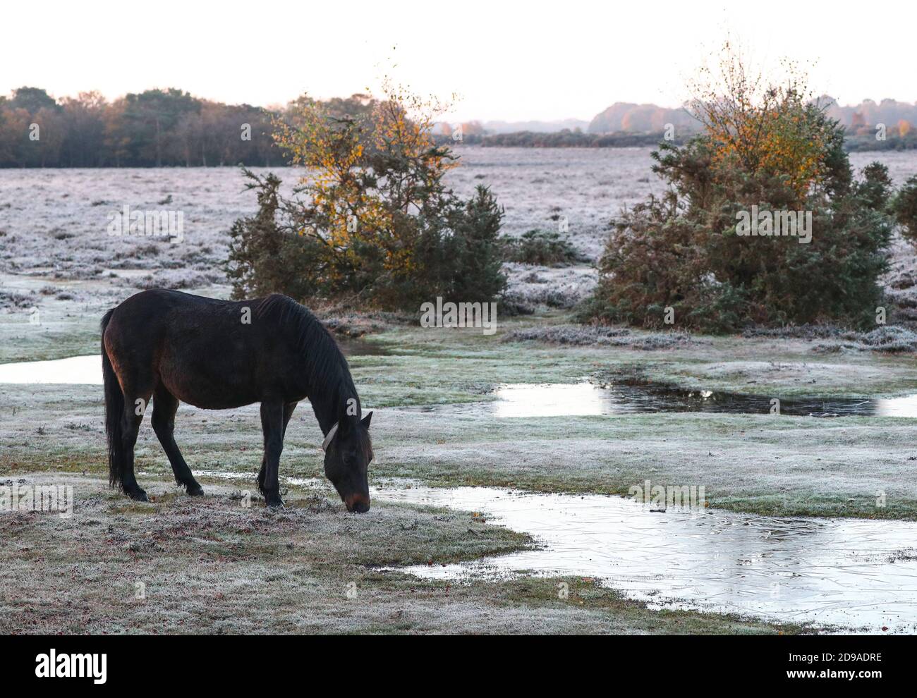 New Forest, Hampshire. 4 novembre 2020. Regno Unito Meteo. Un pony che attraversa il paesaggio ghiacciato vicino a Marchwood nella New Forest in una mattina fredda e gelida con temperature fino a 0 gradi centigradi. Credit Stuart Martin/Alamy Live News Foto Stock