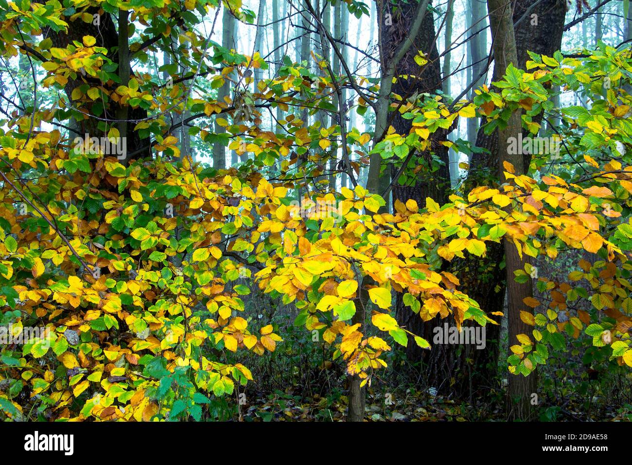 Foglie gialle sugli alberi e sfondo foggoso in autunno mattina Foto Stock