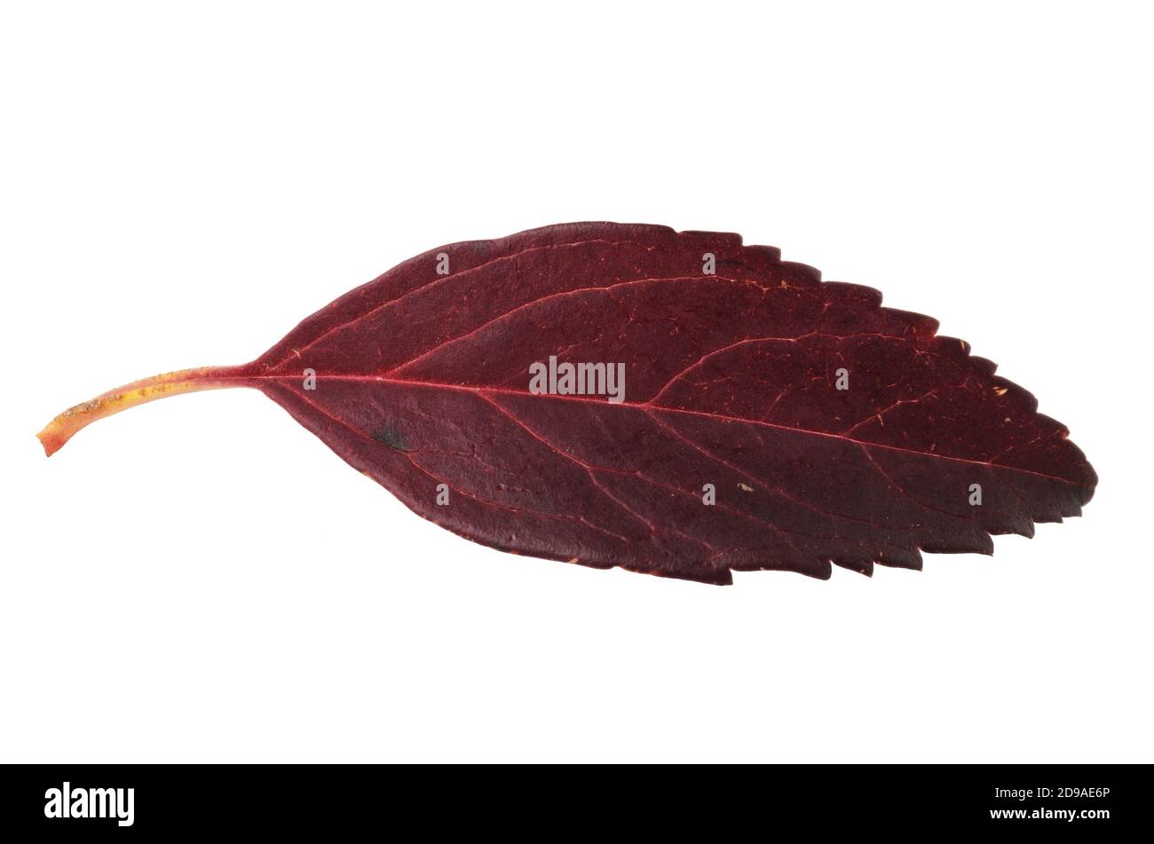 Foglia di autunno rosso scuro con striature isolate su sfondo bianco. Foto Stock