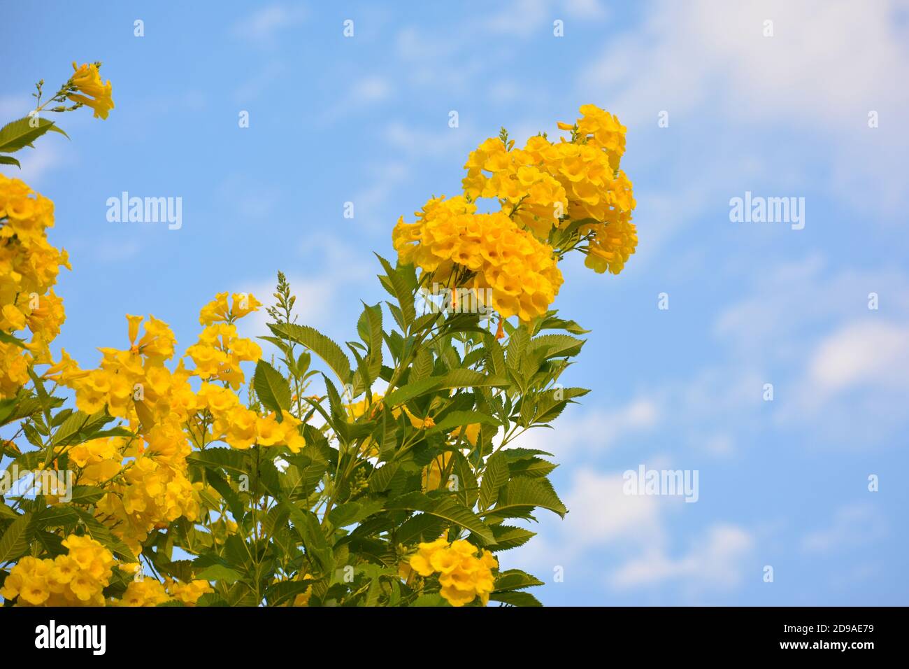 Fiori gialli luminosi con cielo blu Foto Stock