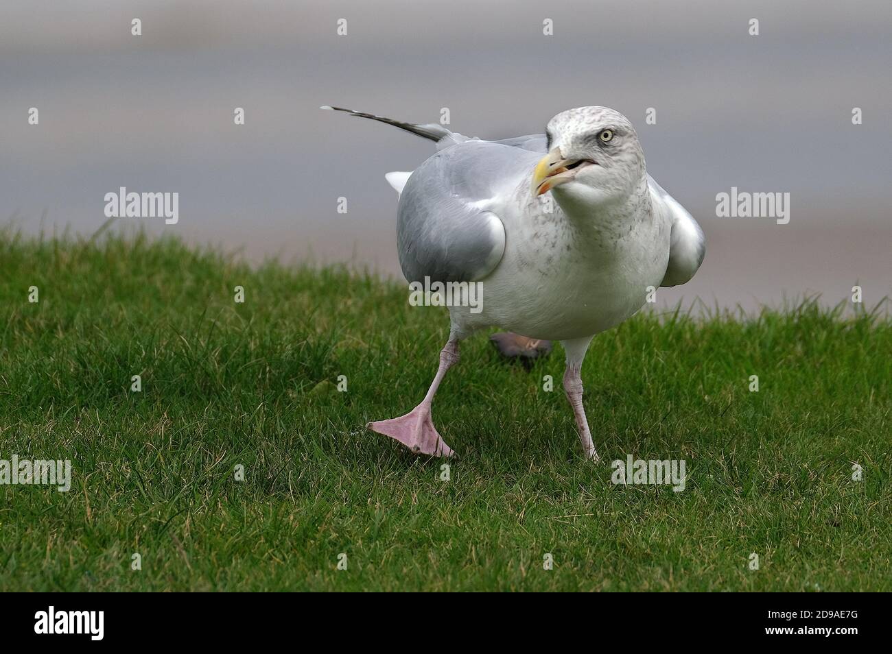 Herring Guls alla ricerca di cibo su una scogliera della costa dello Yorkshire orientale. Foto Stock