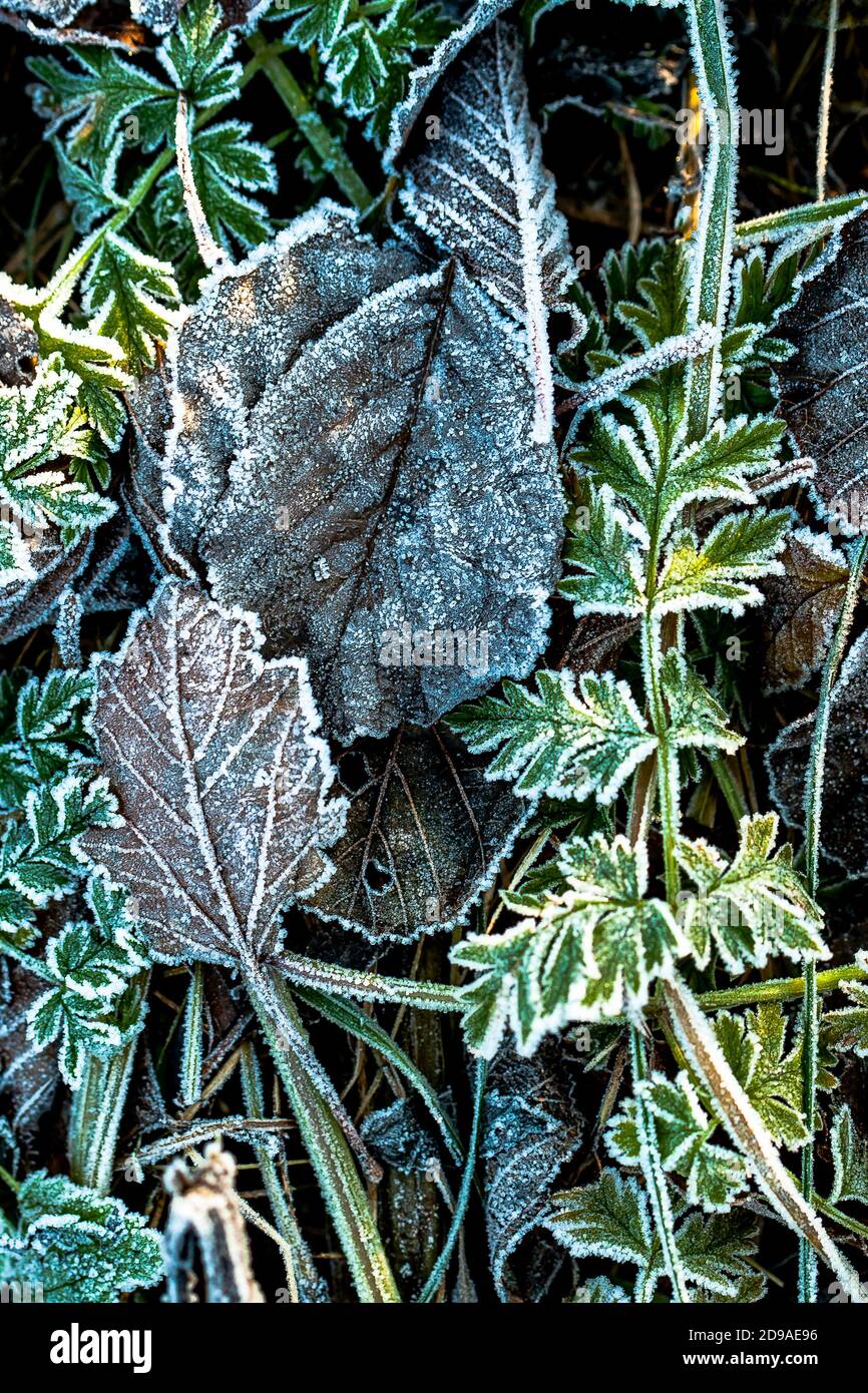 Foglie marroni e verdi congelate sul terreno colpito da primo gelo invernale Foto Stock