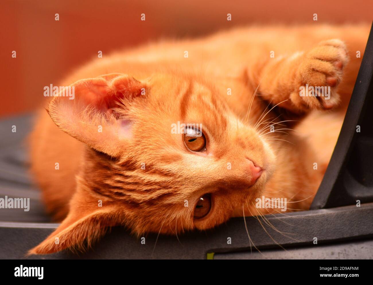 Carino gattino arancione maschio sdraiato sulla sedia da giardino Foto Stock