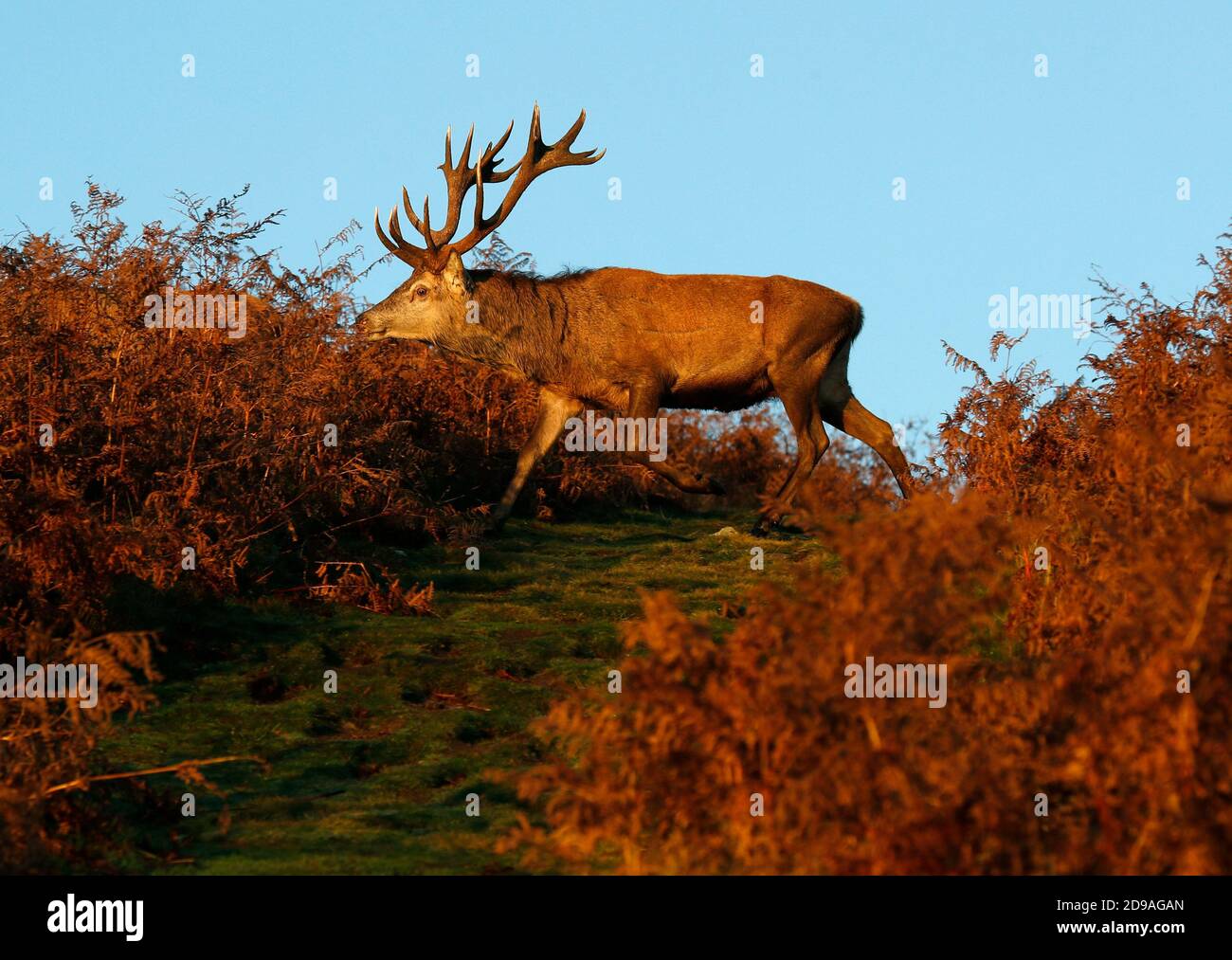 Newtown Linford, Leicestershire, Regno Unito. 4 novembre 2020. Meteo nel Regno Unito. Uno stag dei Red Deer pascola all'alba nel Bradgate Park. Credit Darren Staples/Alamy Live News. Foto Stock