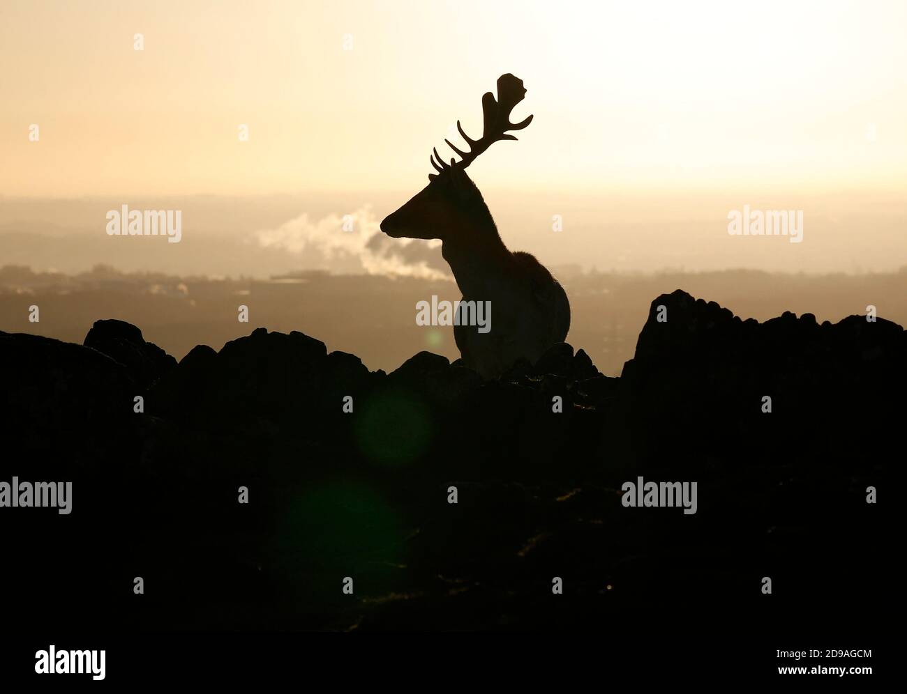 Newtown Linford, Leicestershire, Regno Unito. 4 novembre 2020. Meteo nel Regno Unito. Un allow Deer Stag pascola all'alba nel Bradgate Park. Credit Darren Staples/Alamy Live News. Foto Stock