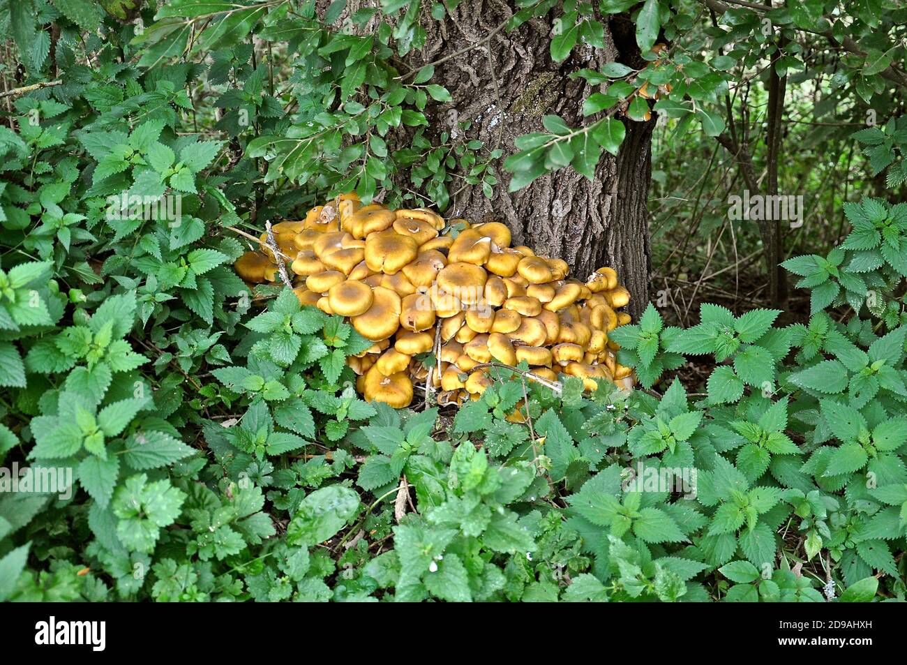 Fauna di bosco di funghi gialli che cresce alla base di un albero, circondato da nettle verdi. Foto Stock