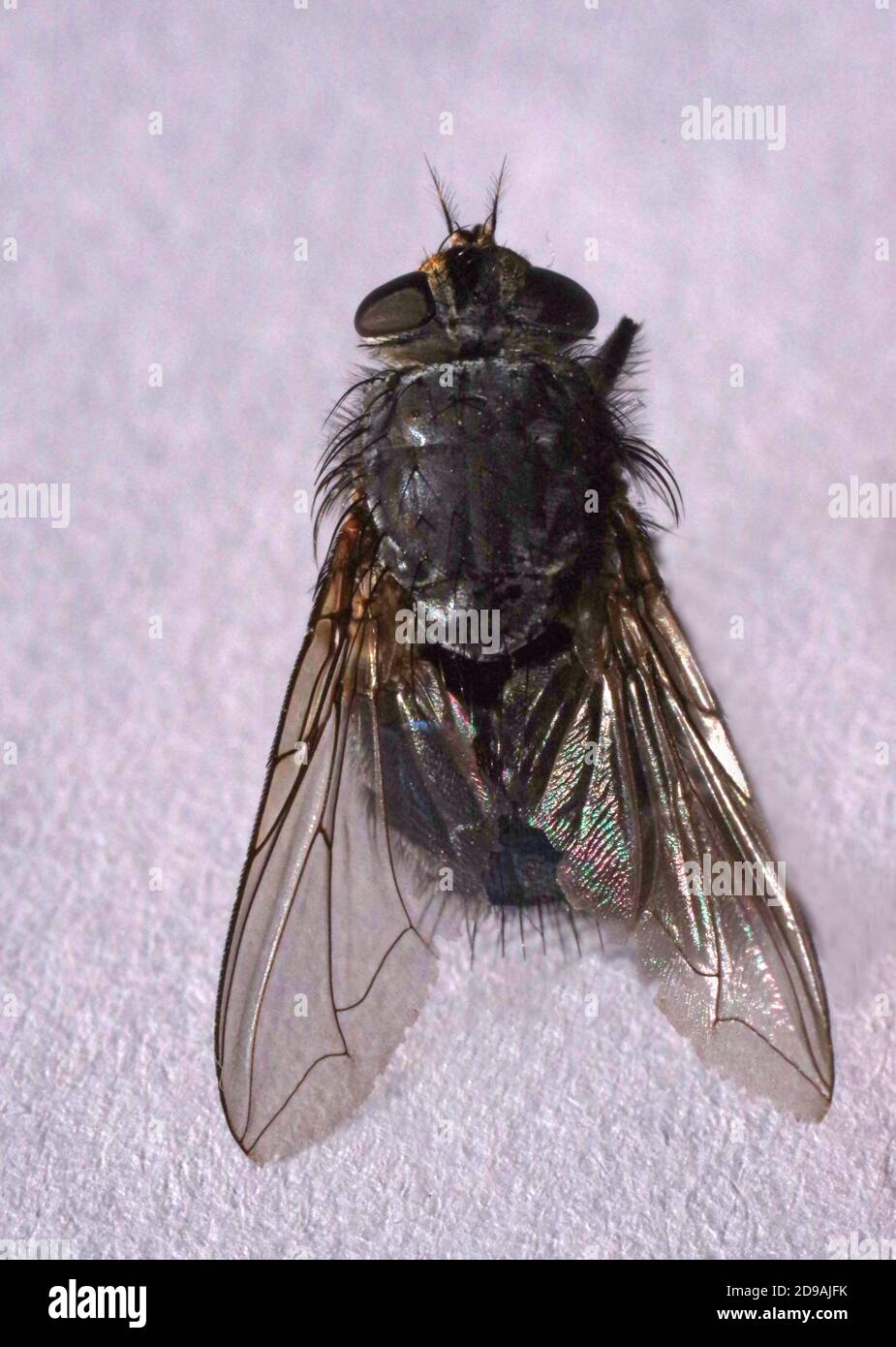 Primo piano Big Fly Foto Stock