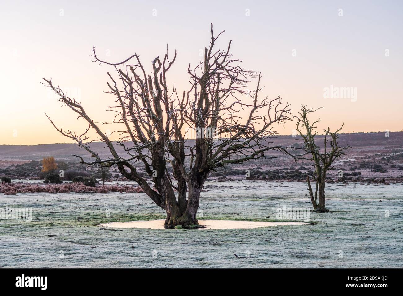 Alberi senza foglie in un paesaggio gelido sembrano tenere le mani Foto Stock