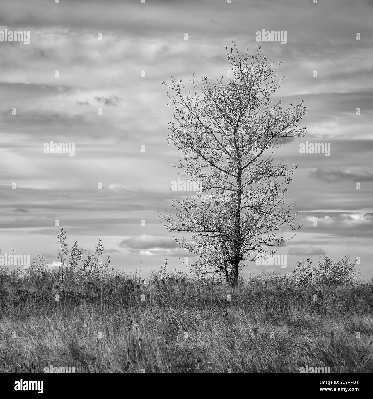 Albero con foglie gialle contro il cielo blu nuvoloso Foto Stock