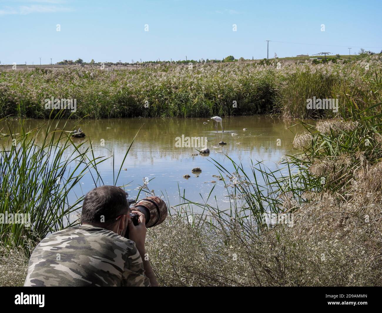 fotografo professionista vestito in camouflage nascosto tra la vegetazione che lavora, fotografando un fenicottero in una laguna Foto Stock
