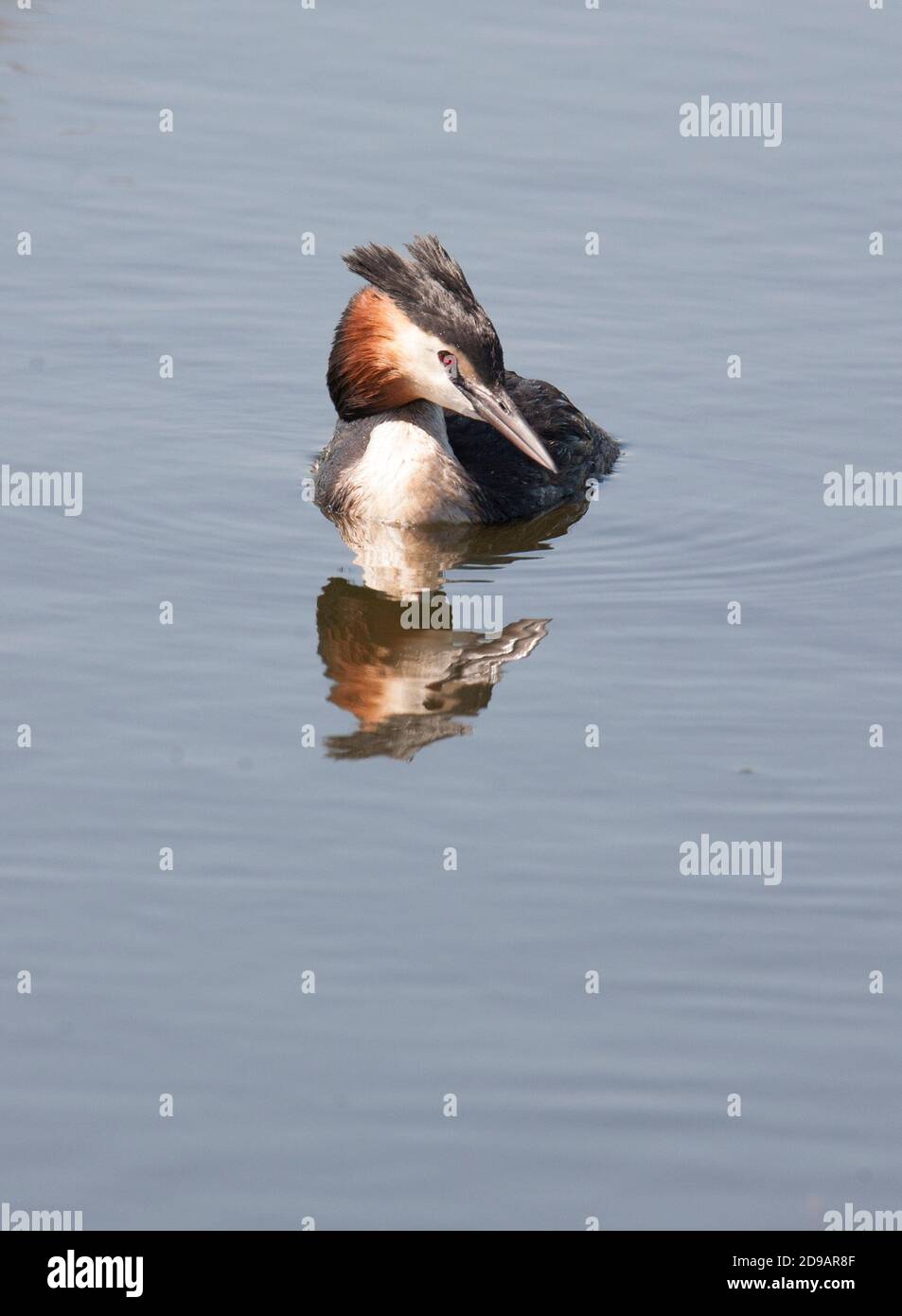 Grande grebe scricchiolito Podiceps christate Foto Stock