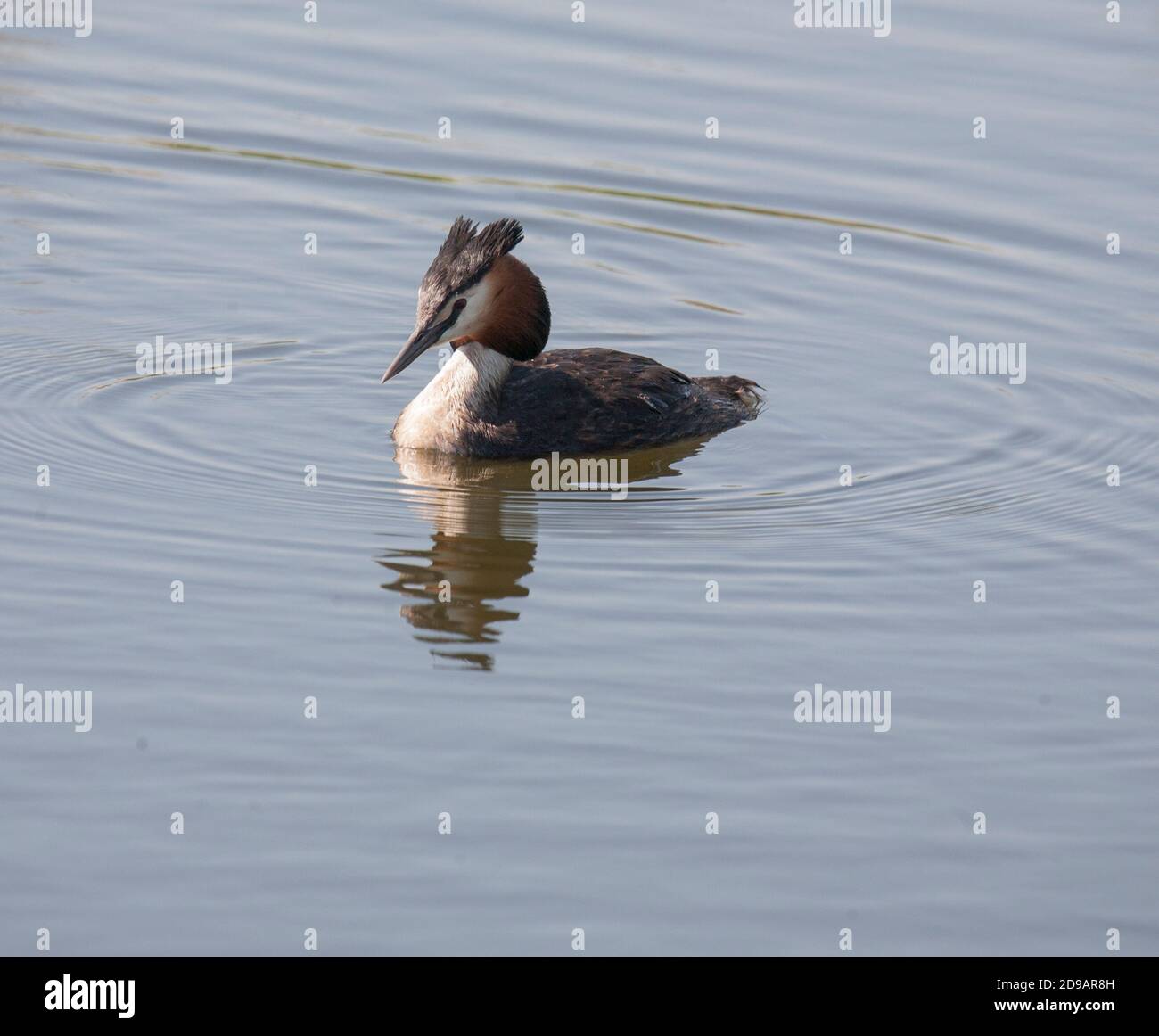 Grande grebe scricchiolito Podiceps christate Foto Stock