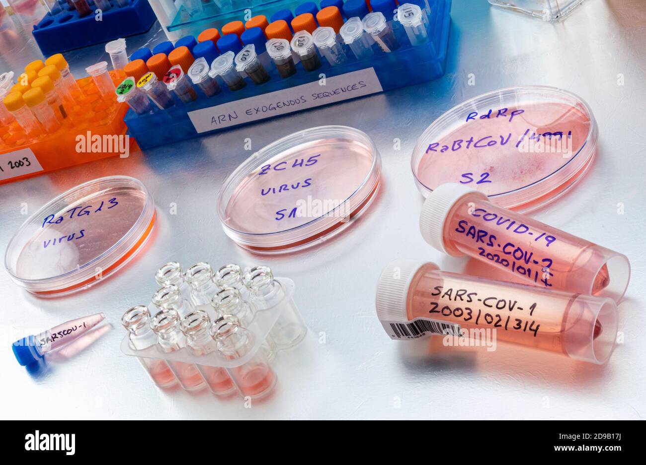 BAT coronavirus ZC45 su piastra Petri, studio COVID-19 in laboratorio, immagine concettuale Foto Stock