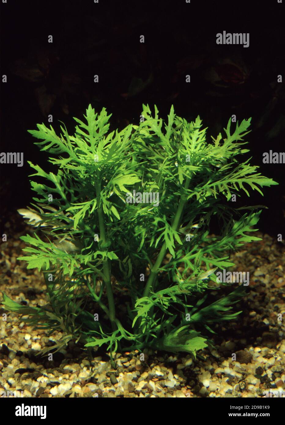 Hygrophila difformis, comunemente noto come glicemia dell'acqua o Synnema Foto Stock