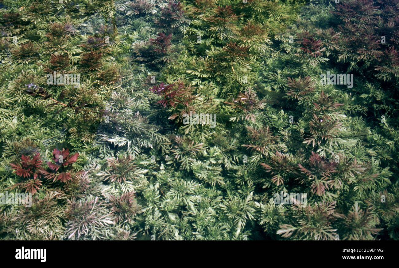 Hygrophila difformis, comunemente noto come glicemia dell'acqua o Synnema Foto Stock