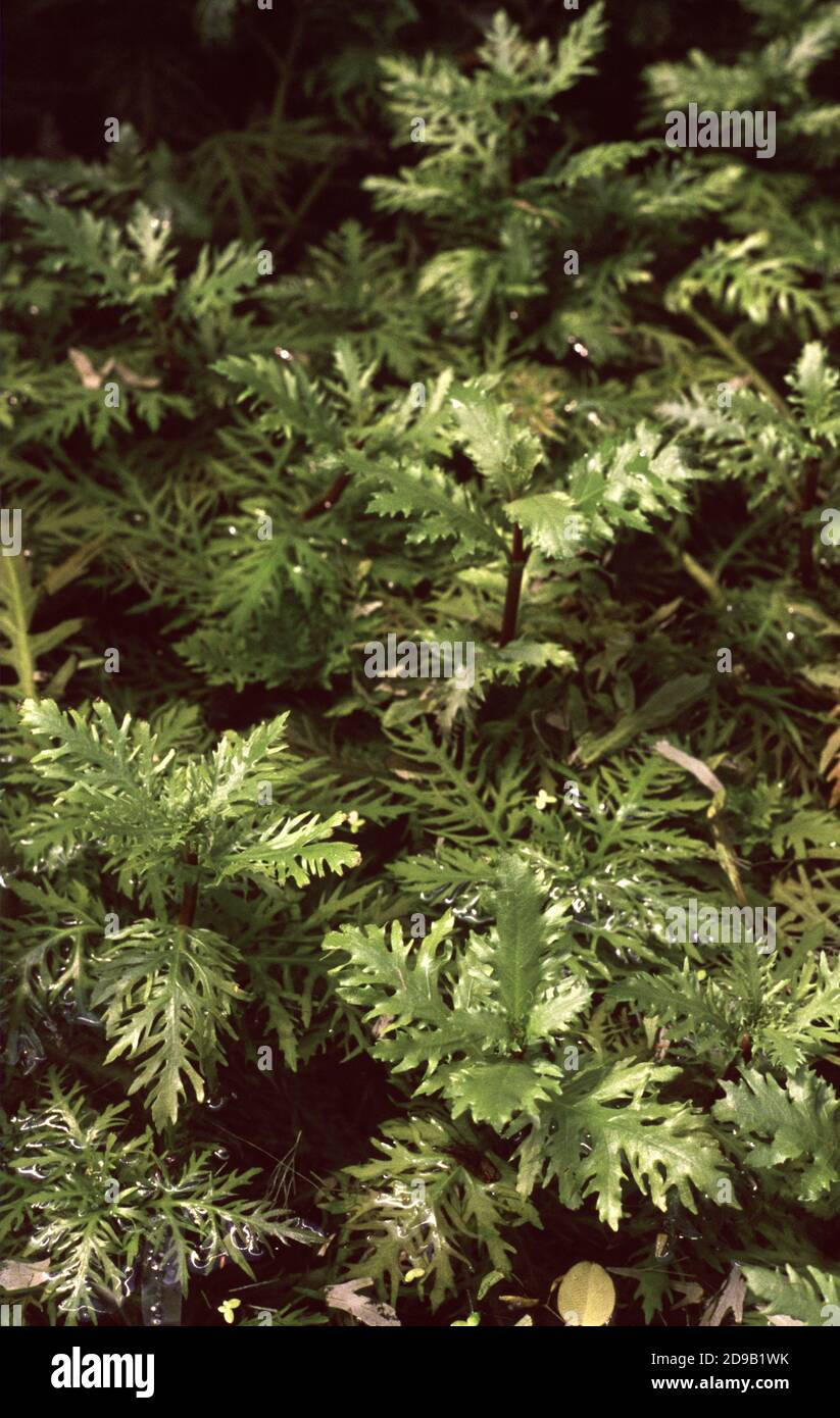 Hygrophila difformis, comunemente noto come glicemia dell'acqua o Synnema Foto Stock