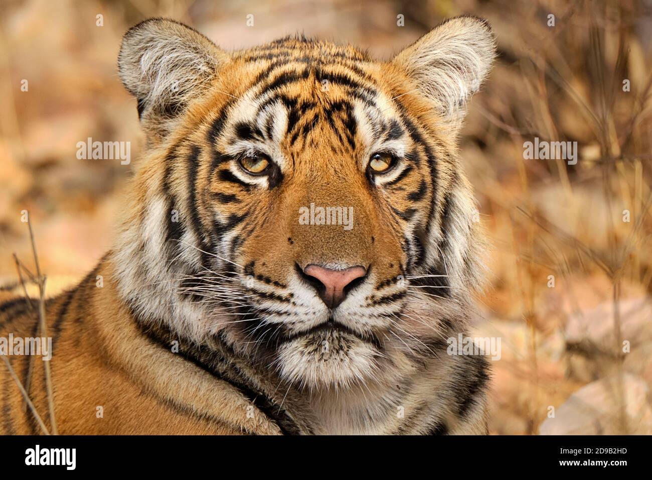 Tiger Bengala, Tigri Panthera, volto ritratto. Ranthambore National Park, India Foto Stock