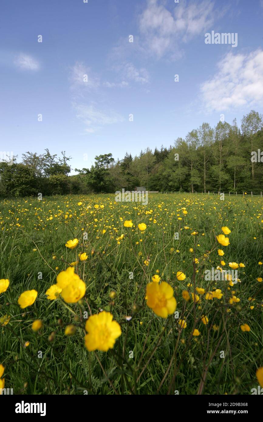 Prato dell'Ayrshire, Scozia, un campo di prati di farfalle . Una pianta  erbacea con fiori gialli a forma di tazza, che è comune in prateria e come  un giardino erbaccia. Tutti i
