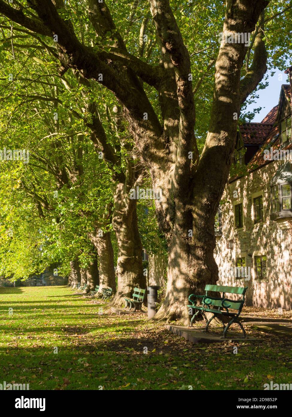 Una fila di alberi di sycamore (Acer pseudoplatanus) nel terreno ricreativo della città di Wells, Somerset, Inghilterra. Foto Stock