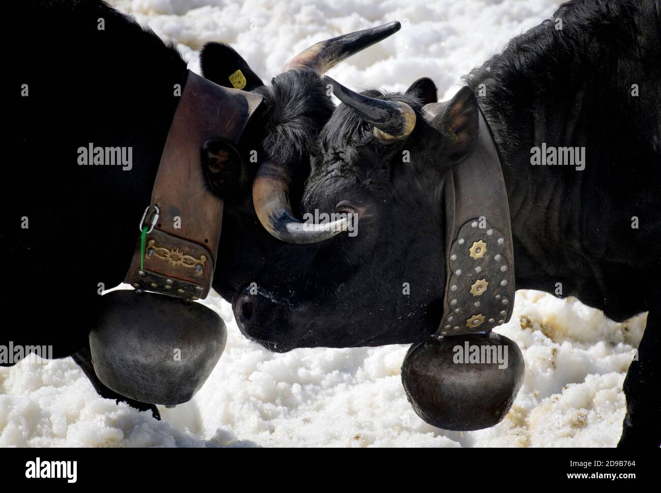 Due lotte di razza bovina Herens durante il combattimento annuale delle mucche nell'arena di neve di Flaschen vicino a Albinen, Svizzera. Foto Stock