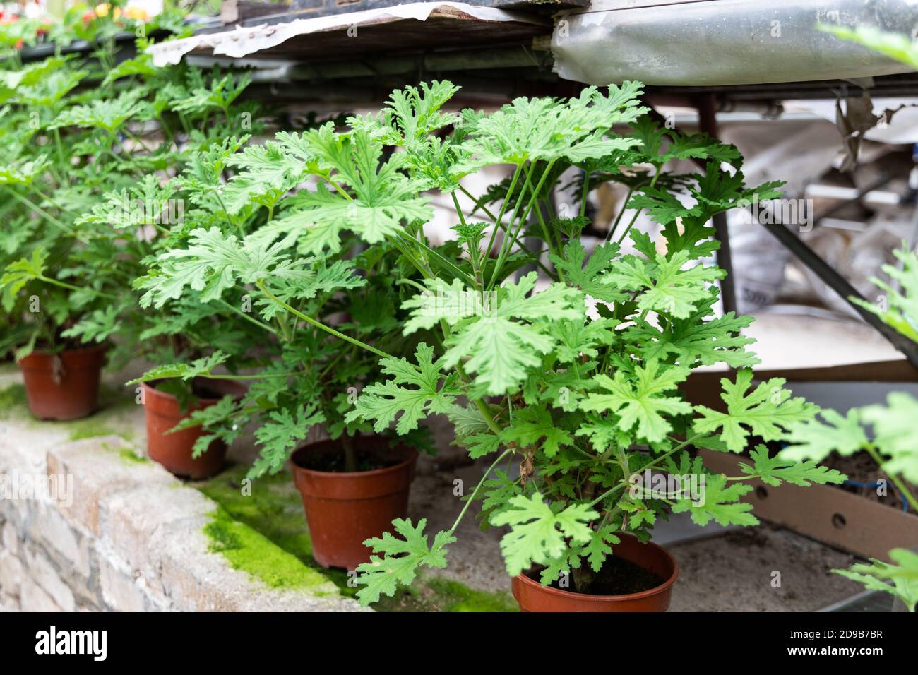 La pianta della citronella è repellente naturale per zanzare con la sua  natura profumata Foto stock - Alamy