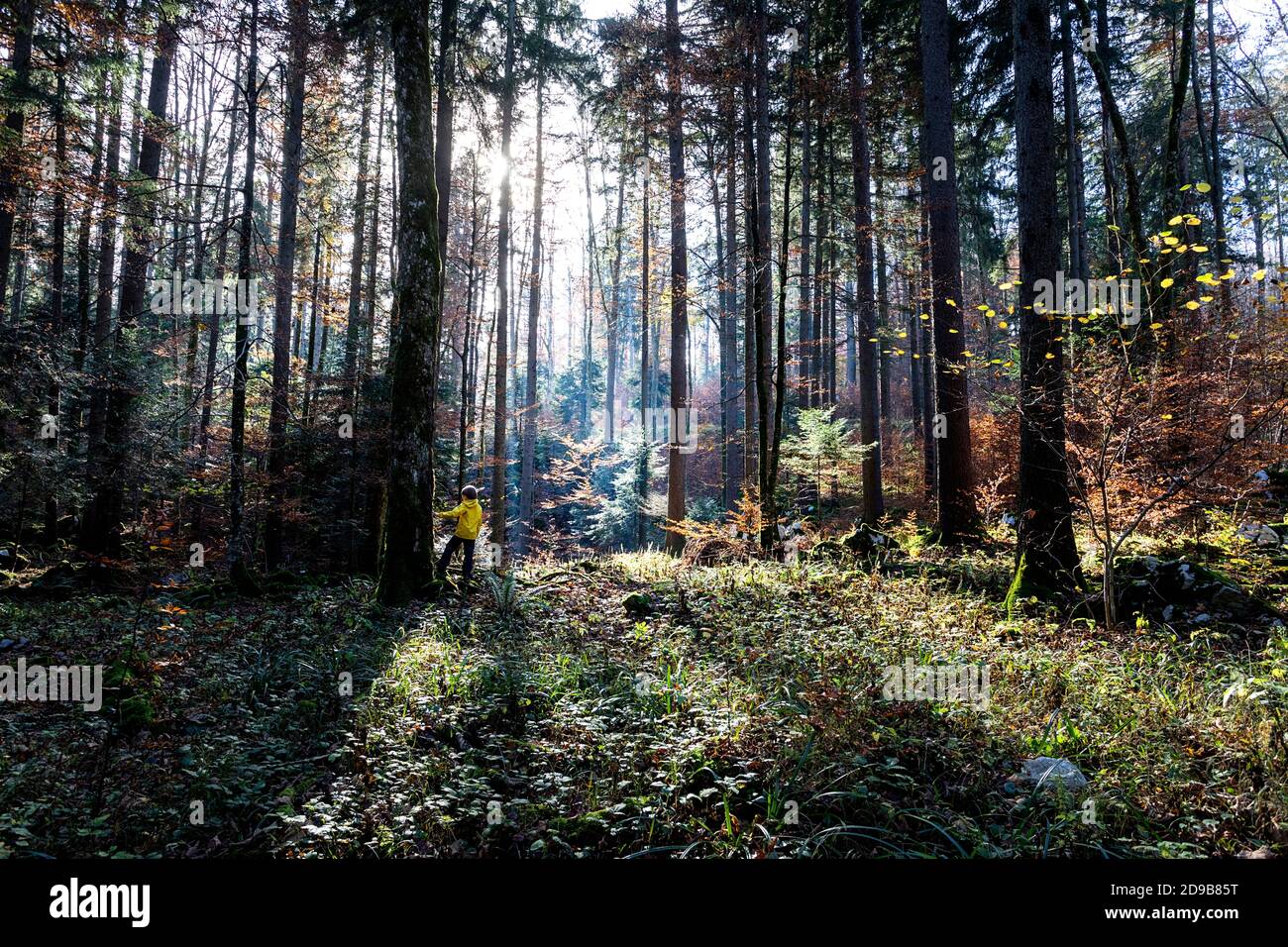 Un ragazzo con un anorak giallo brillante che cammina attraverso una foresta autunnale idilliaca con bellissimi raggi di sole mattutini che filtrano attraverso gli alberi dietro di lui Foto Stock