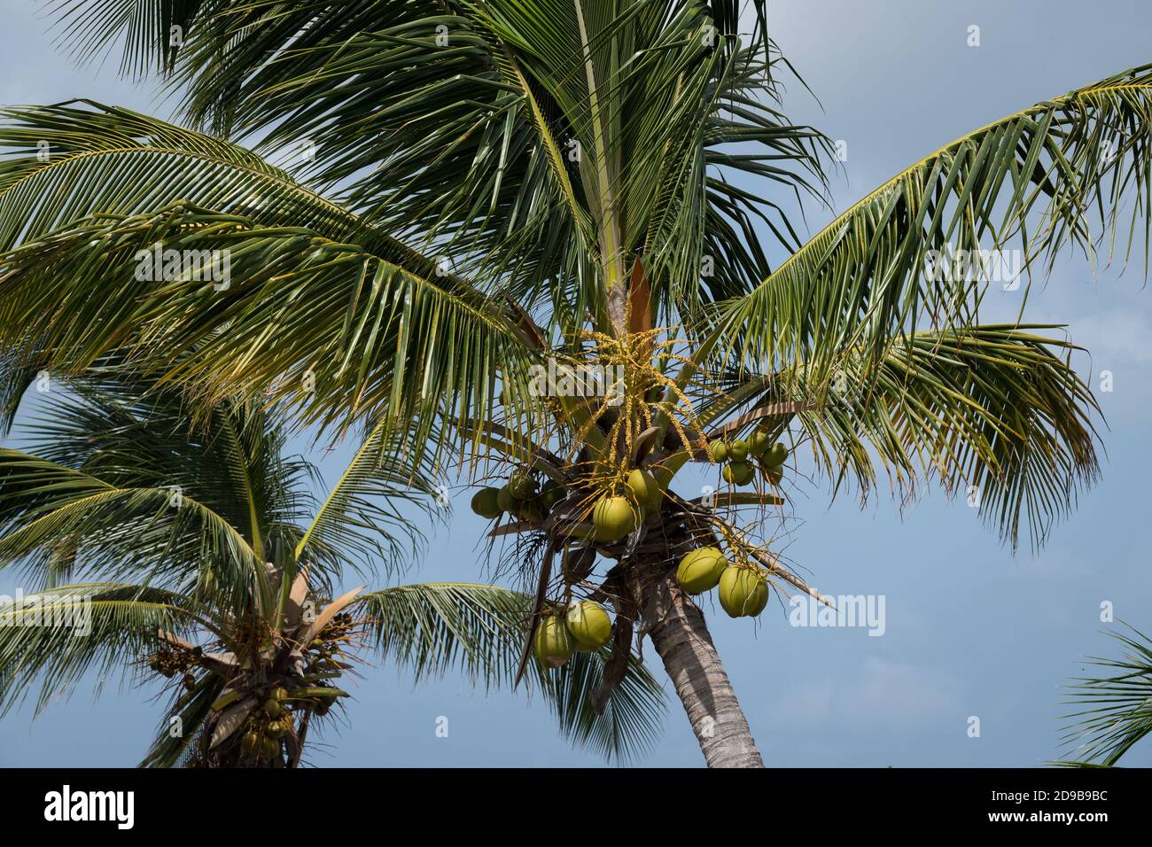 Noci di cocco che crescono su palme da cocco sull'isola di St Martin, Caraibi olandesi Foto Stock