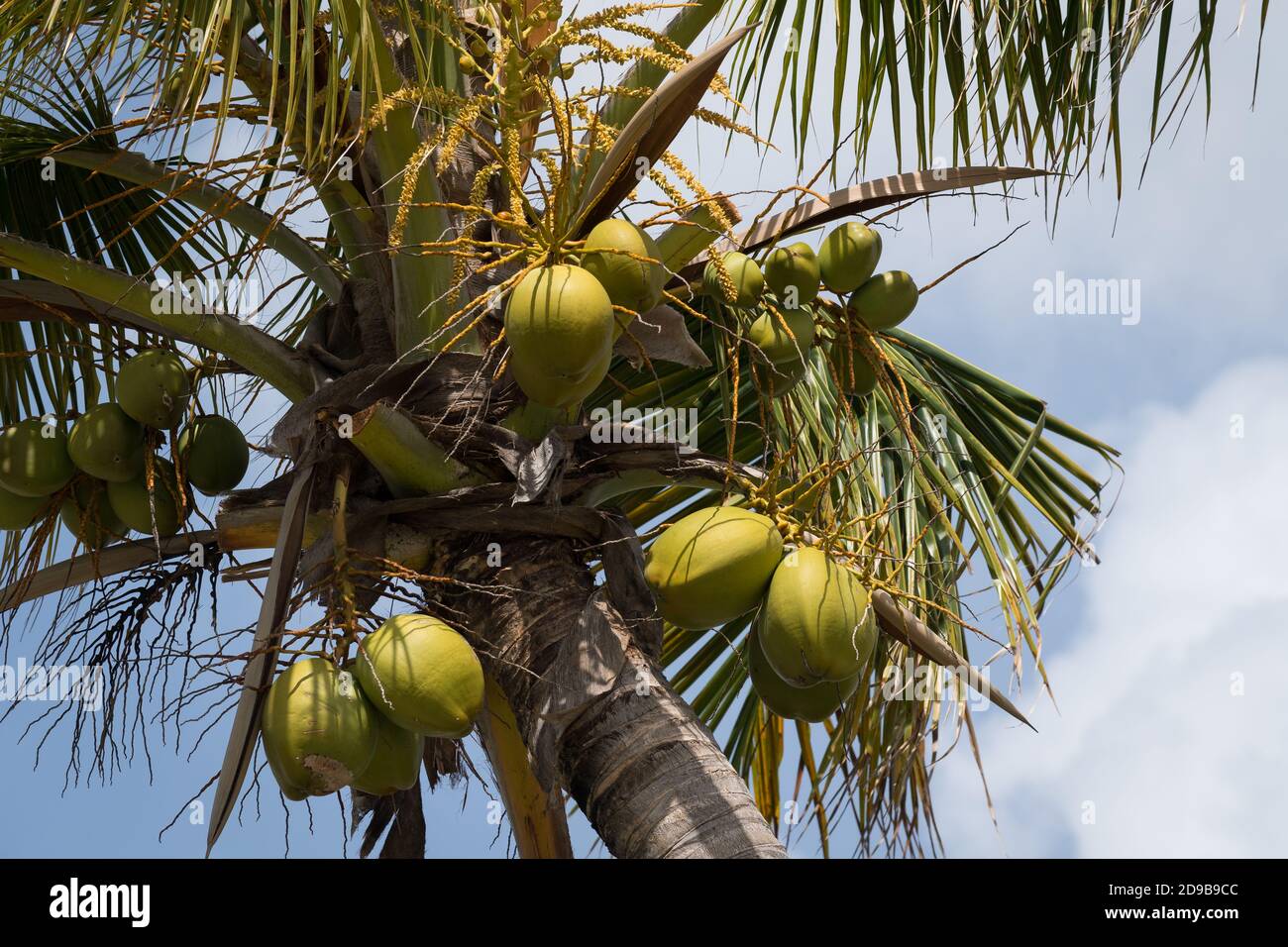 Noci di cocco che crescono su palme da cocco sull'isola di St Martin, Caraibi olandesi Foto Stock