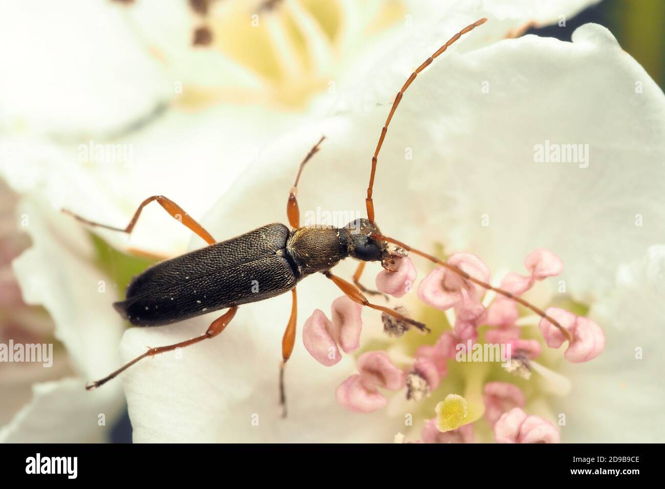 Grammoptera ruficornis Longhorn Beetle sul fiore del biancospino. Tipperary, Irlanda Foto Stock