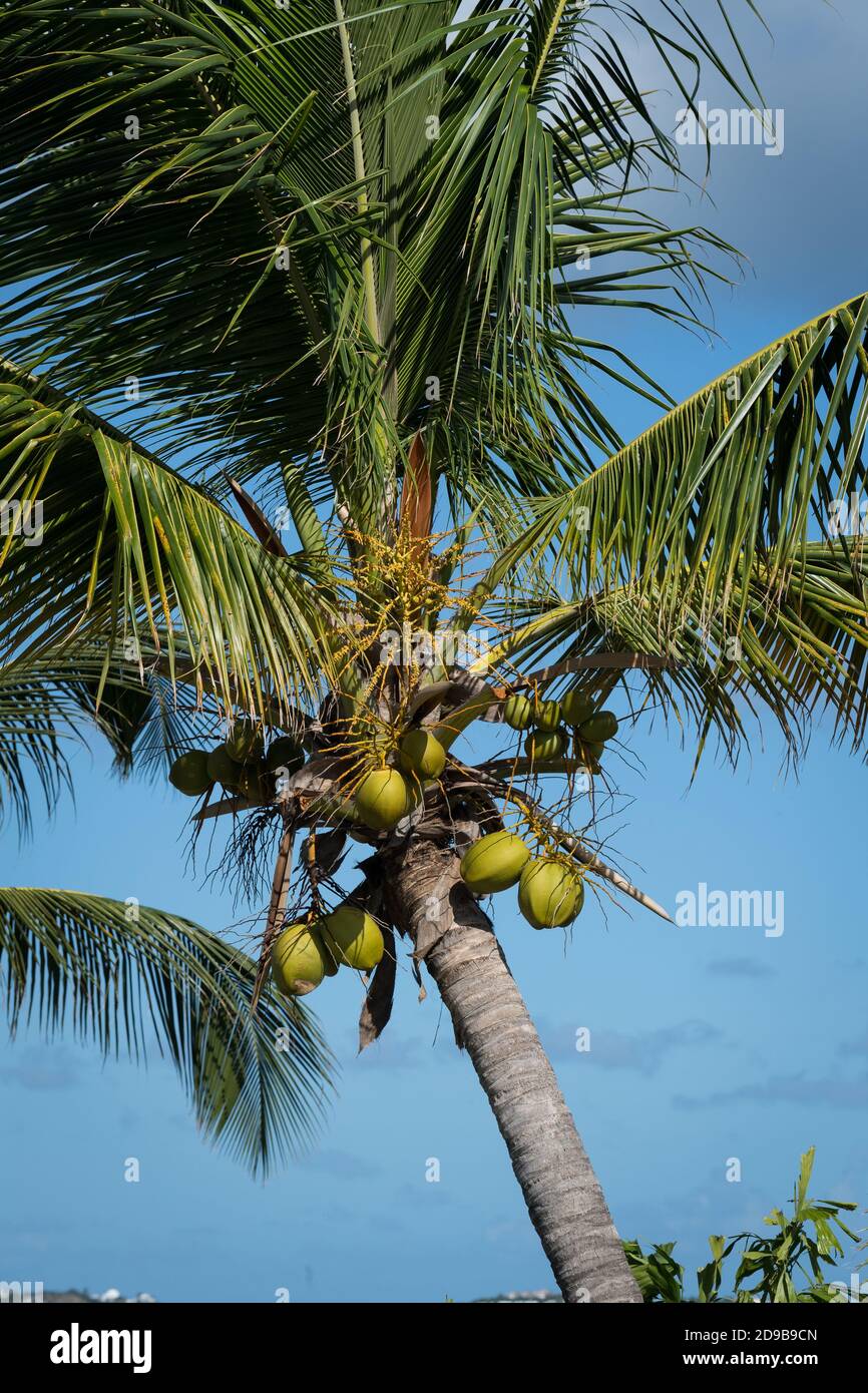 Noci di cocco che crescono sull'isola di Sint Maarten nel Caraibi olandesi Foto Stock