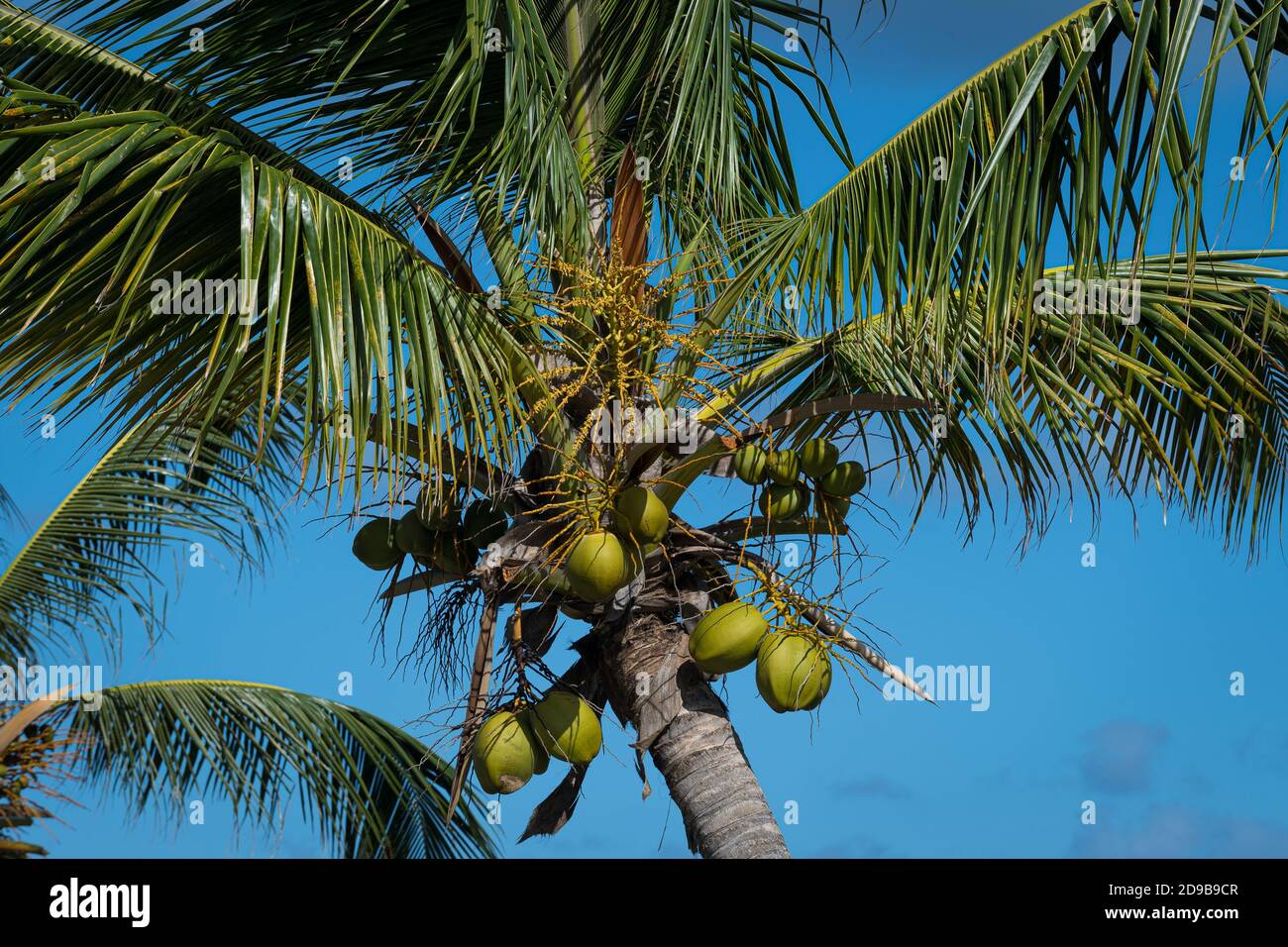 Noci di cocco che crescono sull'isola di Sint Maarten nel Caraibi olandesi Foto Stock