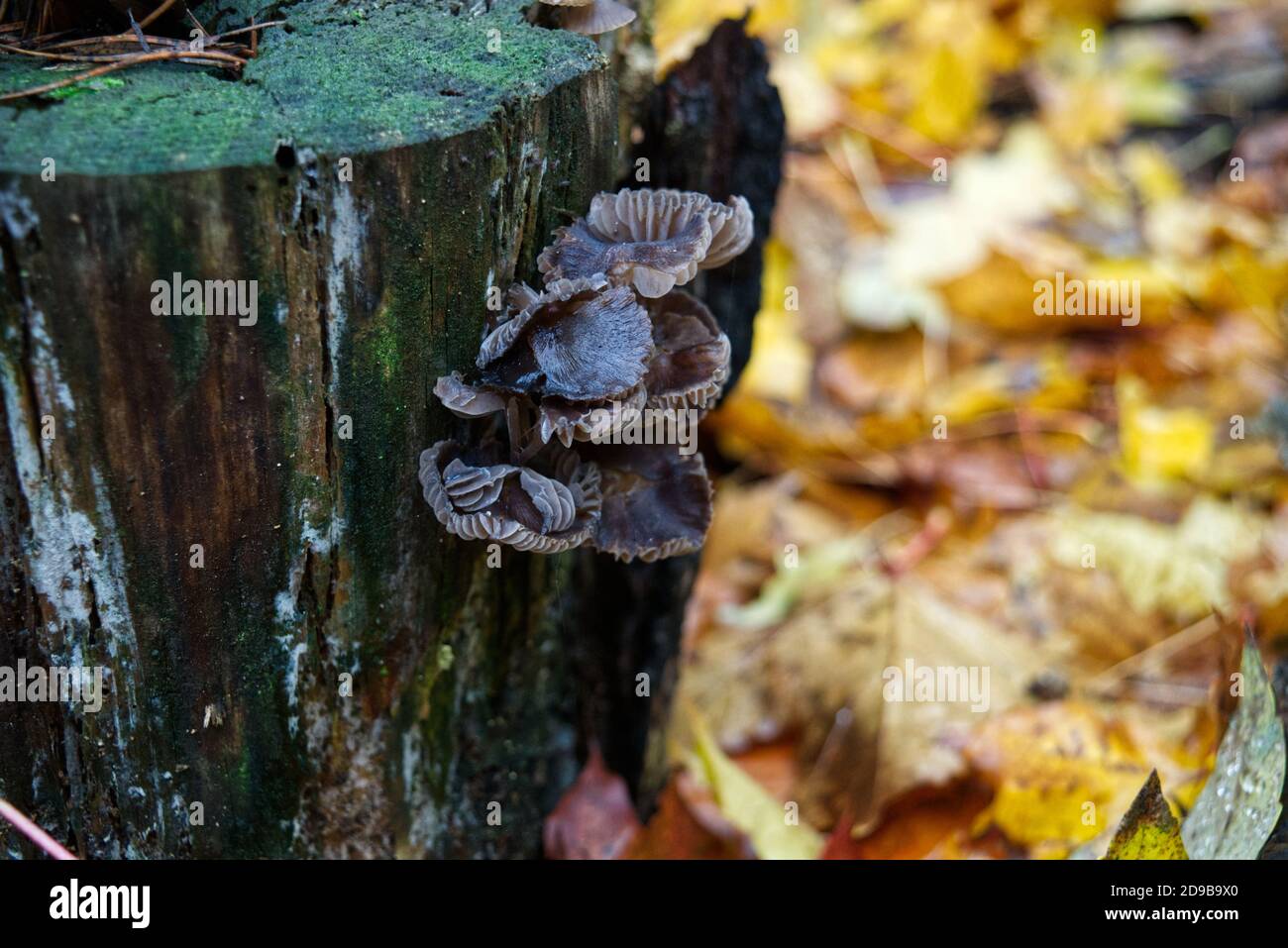 I funghi in autunno Foto Stock