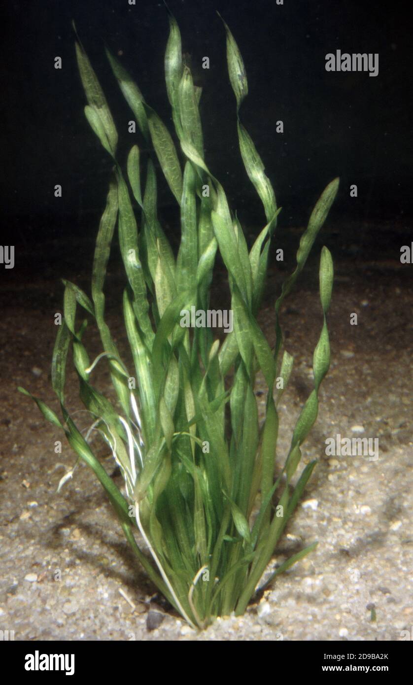 Vallisneria intrecciata (Vallisneria spiralis var. Torta) Foto Stock