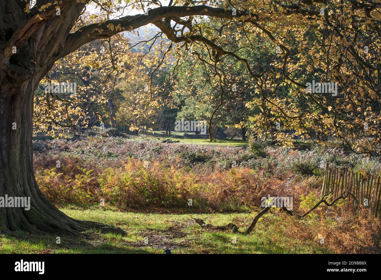 Guardando attraverso il baldacchino di un vecchio albero in autunno Tempo a Richmond Park Surrey Foto Stock