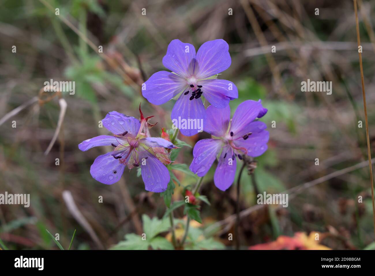 Delicati fiori blu del geranio prato Foto Stock