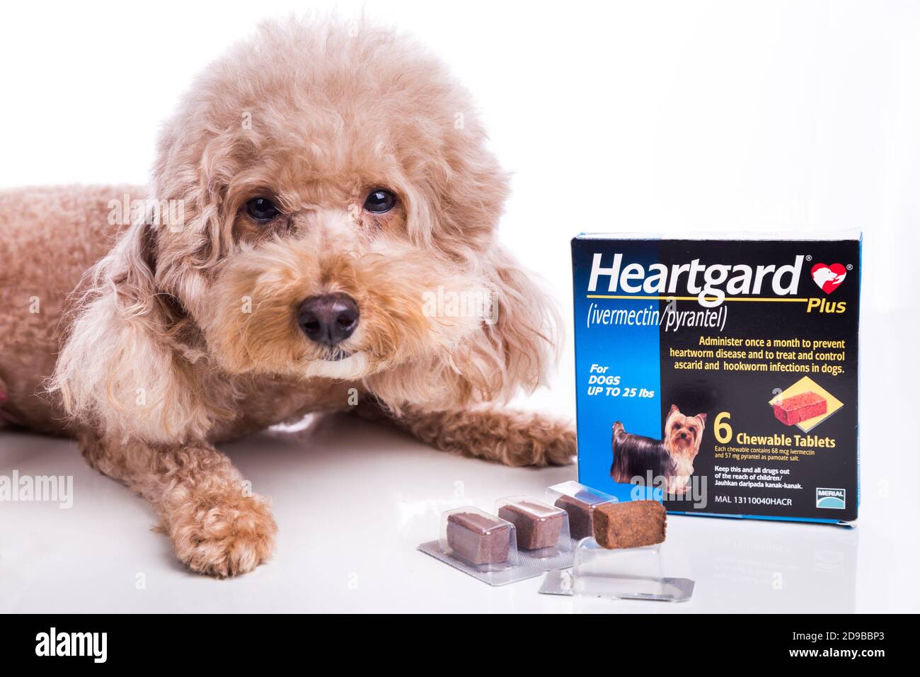 Heartgard è preventivo heartworm masticabili per i cani commercializzati da Boehringer Ingelheim. Ha bisogno di prescrizione da parte dei medici vetenari. Foto Stock