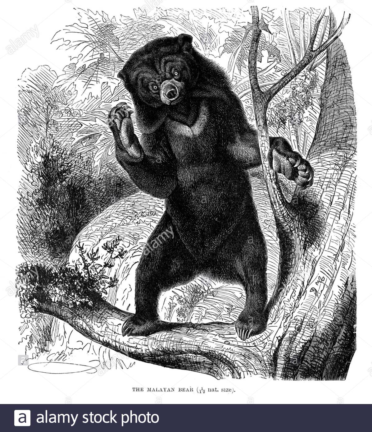 Orso malese (orso del sole), illustrazione d'annata dal 1894 Foto Stock