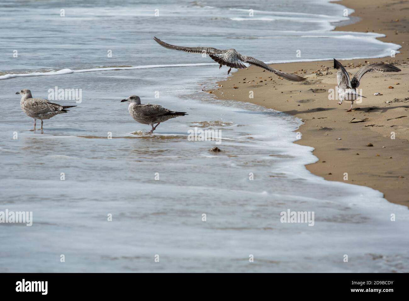 I gabbiani combattono su scarti di cibo mentre il tempo autunnale si tiene sulla spiaggia di Boscombe a Bournemouth, Dorset . 17 settembre 2015. Foto: Neil Turner Foto Stock