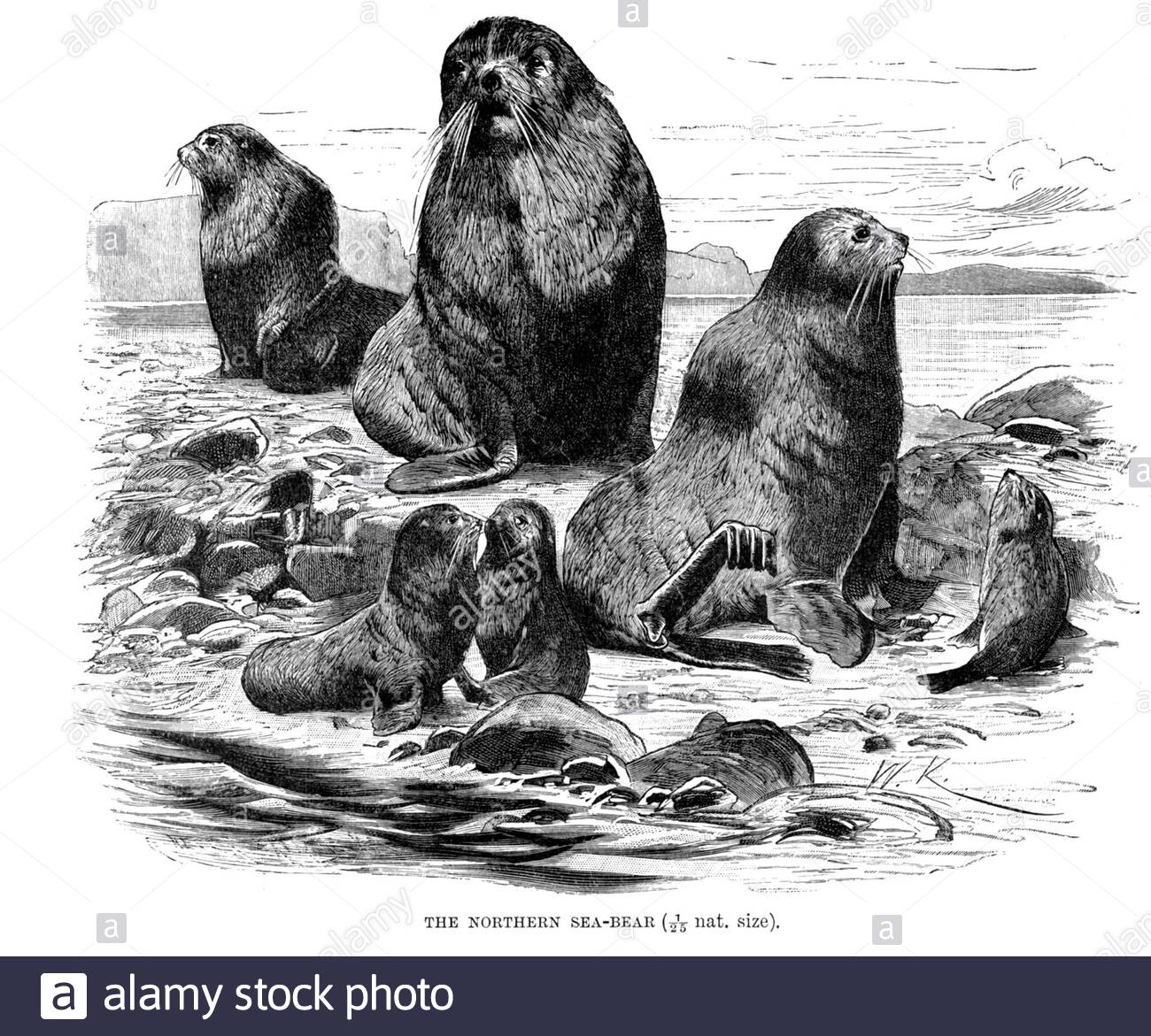 Orso del Mare del Nord (Sigillo di pelliccia settentrionale), illustrazione d'epoca del 1894 Foto Stock