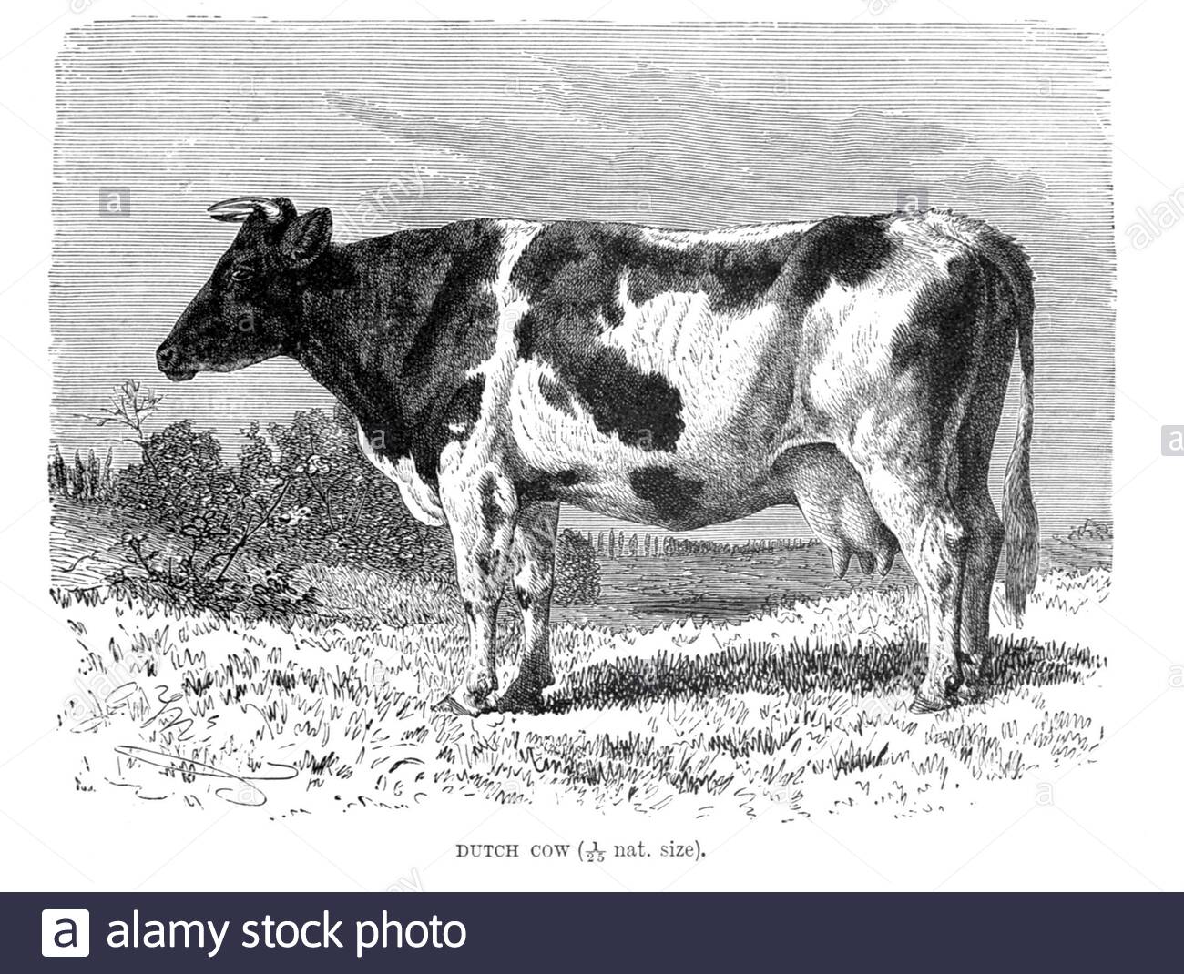 Dutch Cow, illustrazione d'epoca del 1894 Foto Stock