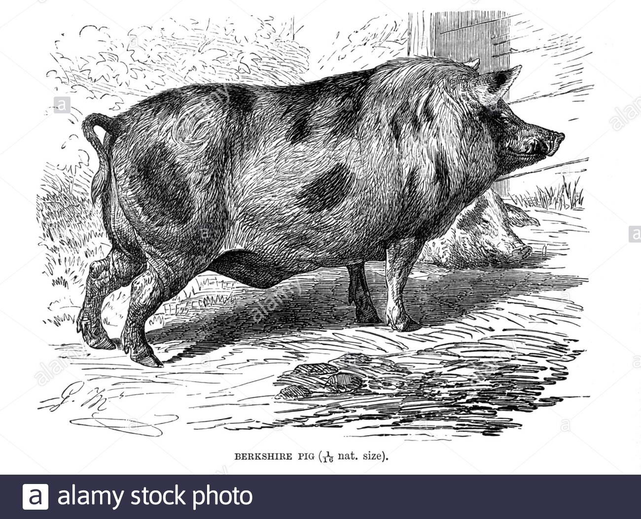 Berkshire Pig, illustrazione d'epoca del 1894 Foto Stock