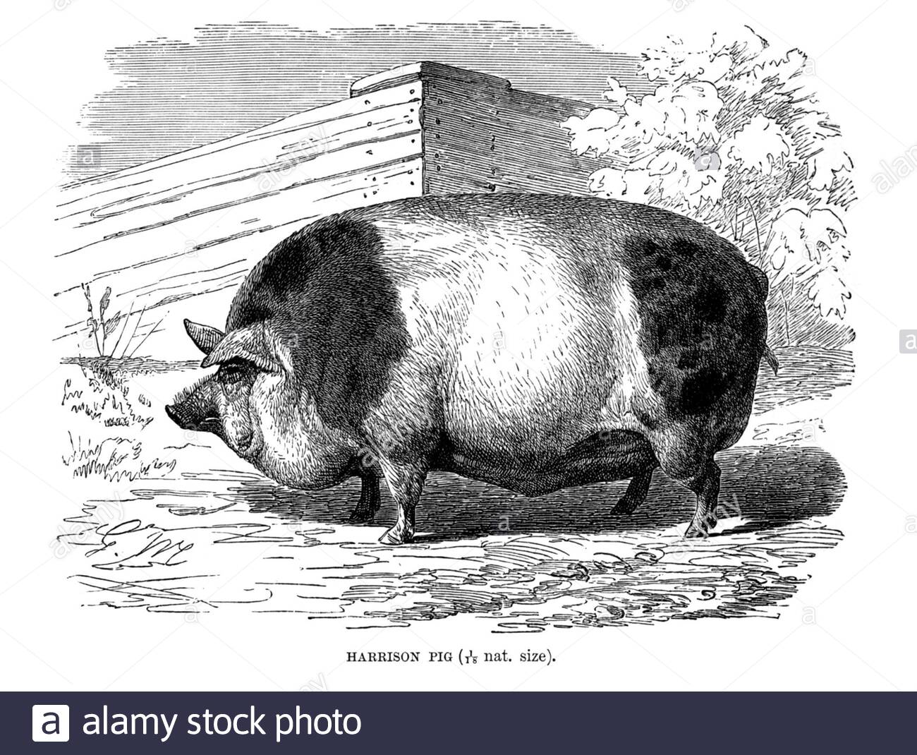 Harrison Pig, illustrazione d'epoca del 1894 Foto Stock