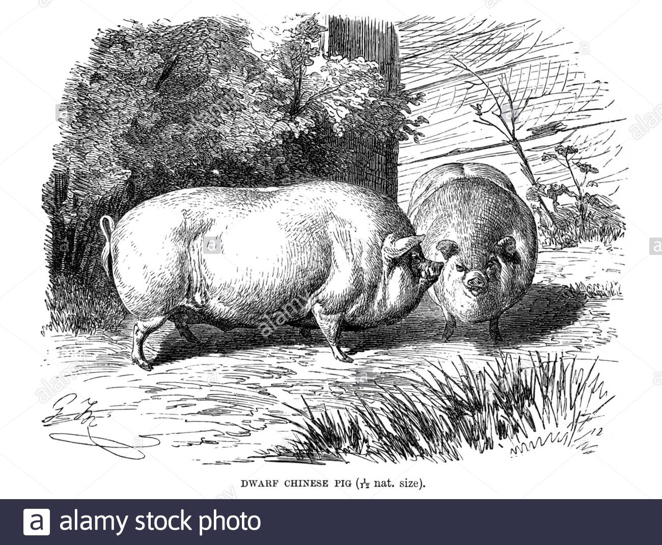 Nano Pig cinese, illustrazione d'annata del 1894 Foto Stock